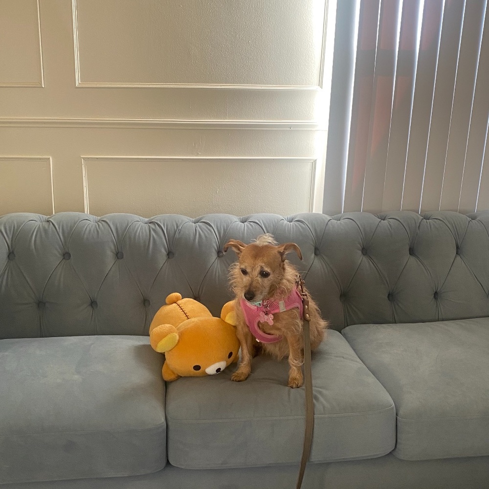 Meet your Posher, Lin